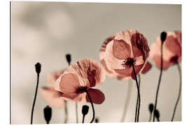 Tableau en plexi-alu Coquelicots rouges