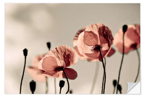 Sisustustarra Red Poppies