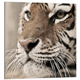 Aluminium print Tigerportrait