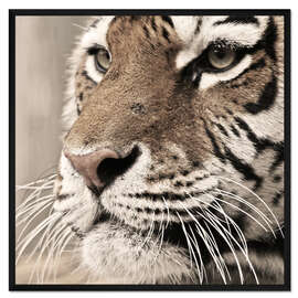 Gerahmter Kunstdruck Tigerportrait