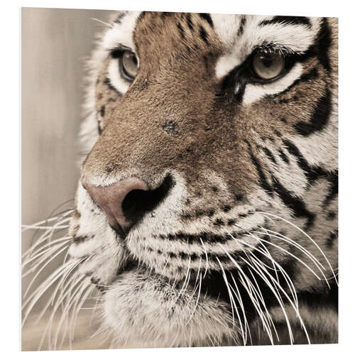 Foam board print Tigerportrait