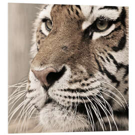 Foam board print Tigerportrait