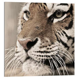 Gallery print Tigerportrait