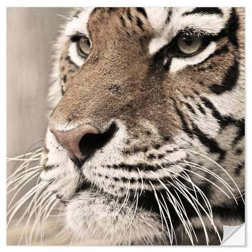 Selvklebende plakat Tigerportrait