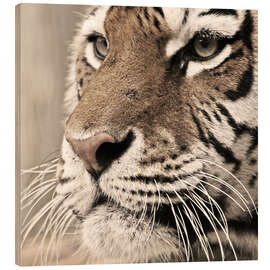 Wood print Tigerportrait