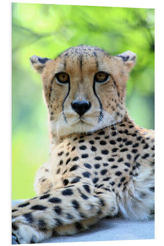 PVC print Gepard portrait