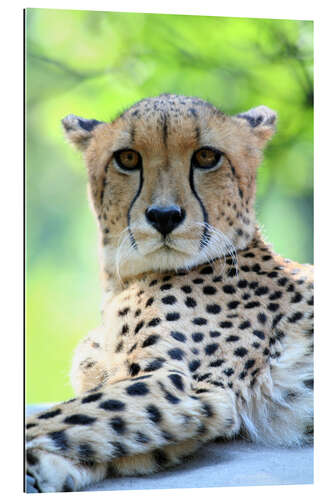 Gallery Print Gepard Portrait