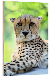 Holzbild Gepard Portrait