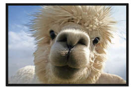 Gerahmter Kunstdruck Lamaportrait