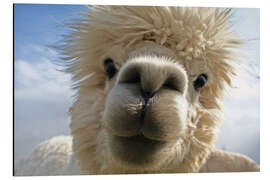 Magnettafel Lamaportrait