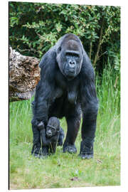 Aluminiumsbilde Mama Gorilla with Baby Gorilla