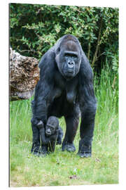 Gallery print Mama Gorilla with Baby Gorilla