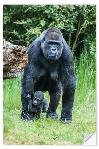 Naklejka na ścianę Mama Gorilla with Baby Gorilla