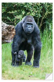 Vinilo para la pared Mama Gorilla with Baby Gorilla