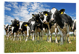 Akrylbilde  cows - Marcel Schauer