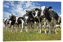 Akryylilasitaulu  cows - Marcel Schauer