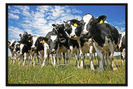 Gerahmter Kunstdruck Kühe