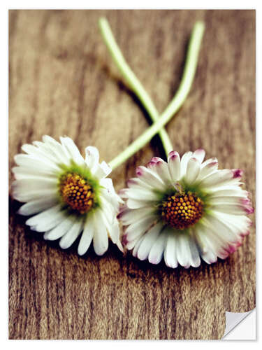 Selvklebende plakat Daisy Vintage