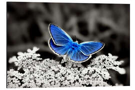 Aluminium print Blue butterfly on black colorkey II