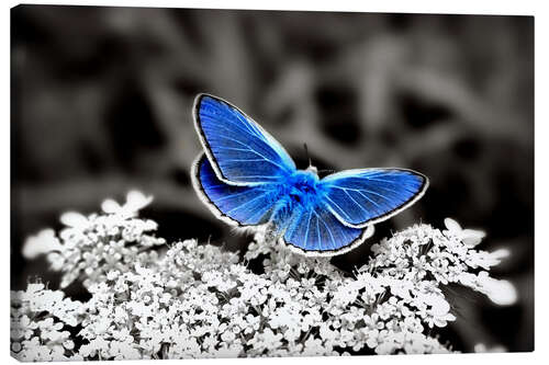 Canvas-taulu Blue butterfly on black colorkey II