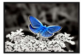 Gerahmter Kunstdruck Blauer Schmetterling auf schwarzweiß colorkey II