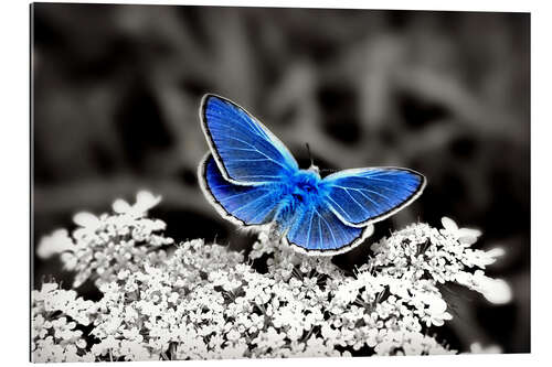 Quadro em plexi-alumínio Blue butterfly on black colorkey II