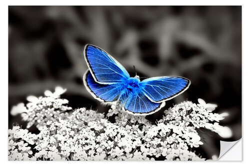 Naklejka na ścianę Blue butterfly on black colorkey II