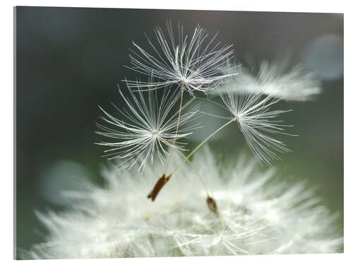 Akrylbilde Dandelion Facility