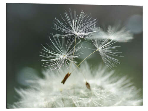 Alubild Pusteblume Facility