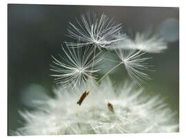 Aluminiumsbilde Dandelion Facility