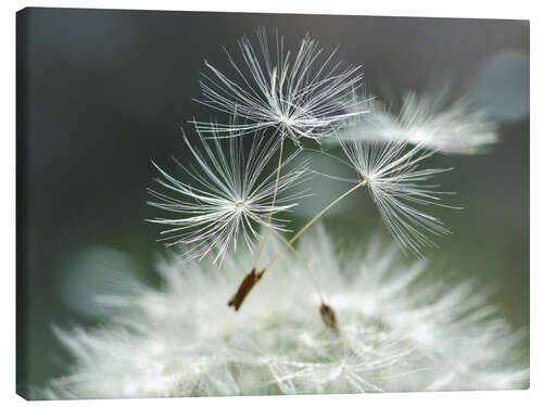 Canvas print Dandelion Facility