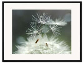 Gerahmter Kunstdruck Pusteblume Facility