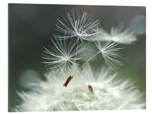 Gallery print Dandelion Facility