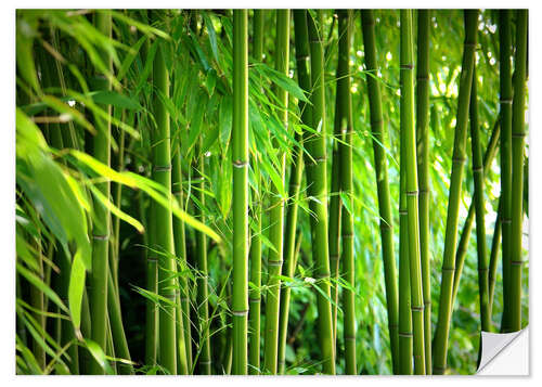 Sisustustarra Bamboo II