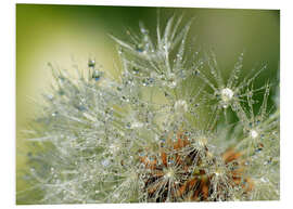 Foam board print Dandelion