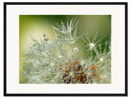 Gerahmter Kunstdruck Pusteblume mit Wassertropfen