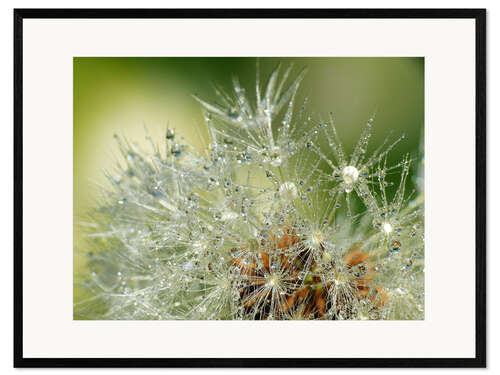 Gerahmter Kunstdruck Pusteblume mit Wassertropfen