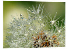 Gallery print Dandelion