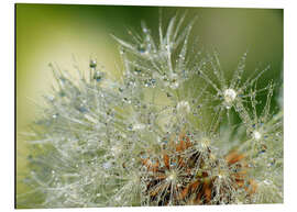 Magnettafel Pusteblume mit Wassertropfen