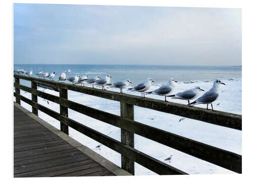 PVC print Seagull line-up, Baltic Sea