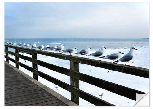 Naklejka na ścianę Seagull line-up, Baltic Sea