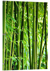 Akryylilasitaulu  Bamboo I - Gabi Siebenhühner