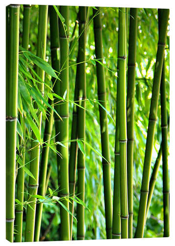 Canvas print Bamboo I