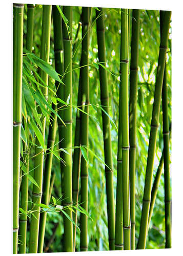 Foam board print Bamboo I