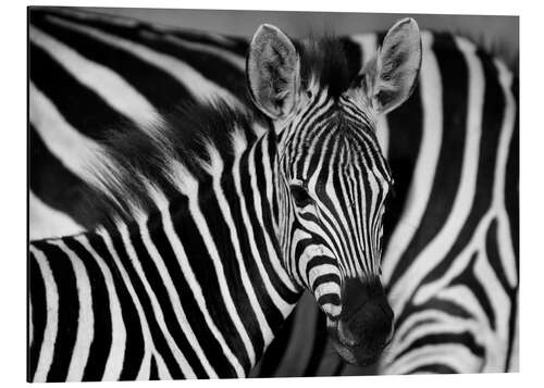 Tableau en aluminium Zèbres noir et blanc