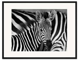 Gerahmter Kunstdruck Zebra schwarz-weiß