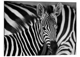 Magnettafel Zebra schwarz-weiß