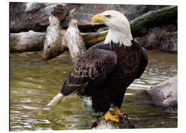 Stampa su alluminio Bald eagle