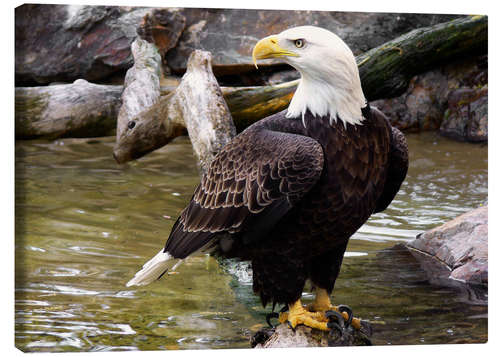 Leinwandbild Weißkopfseeadler