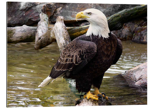 Gallery print Bald eagle